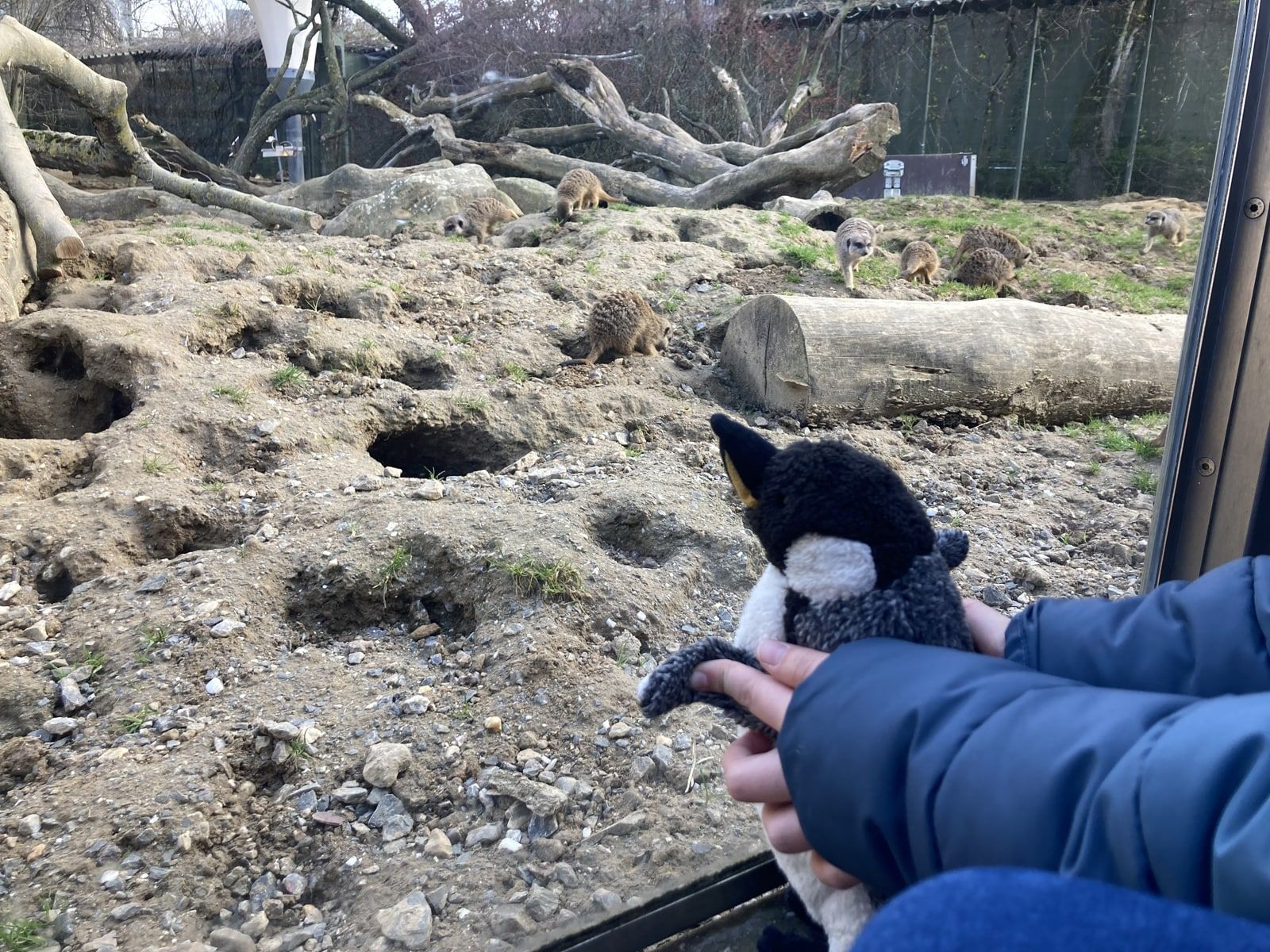 Pinguine, Robben und Otter besuchen die Zooschule